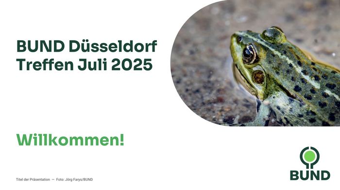 Folie mit Foto von Frosch