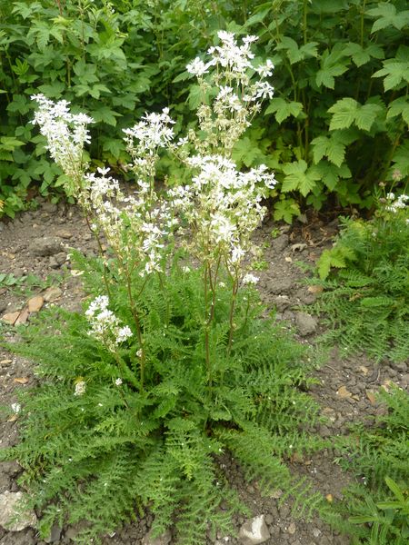 Pflanze mit weißen Blüten