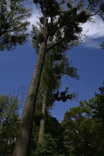 Baum