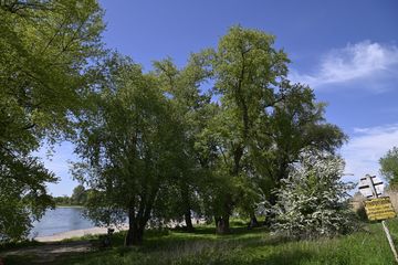 Bäume am Rhein