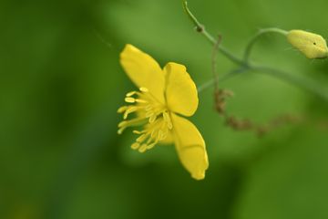 Blume