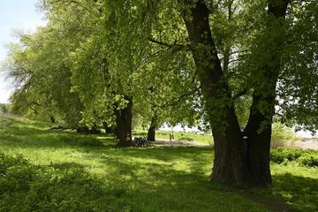 Baum auf Wiese