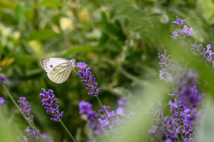 Schmetterling auf Lavendel