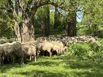 Tiere auf Wiese
