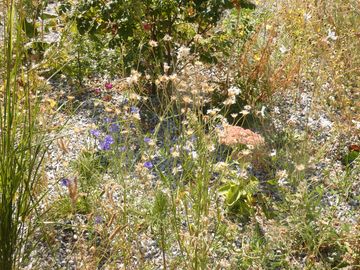 Wildblumen