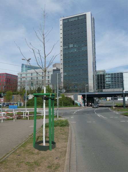 Strasse mit Baum und Hochhaus