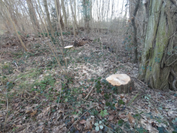 Baumstumpf im Wald
