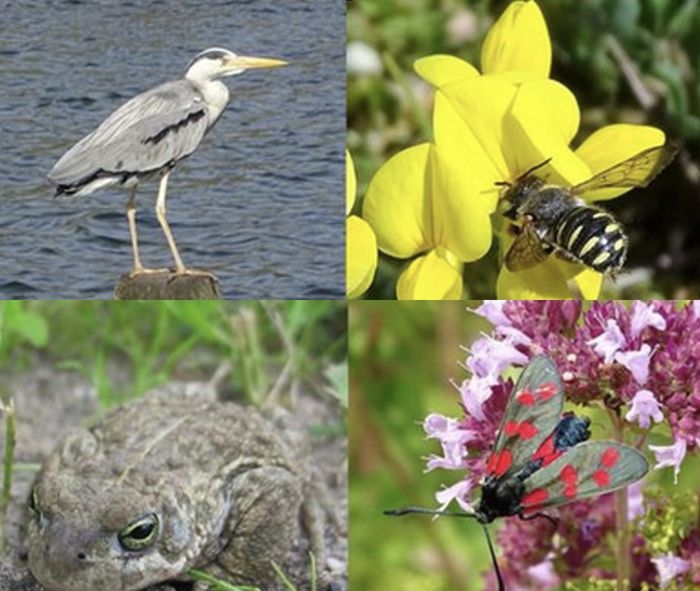 Collage verschiedener Tierfotos