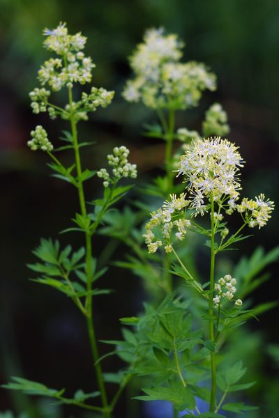 Blume mit weißen Blüten