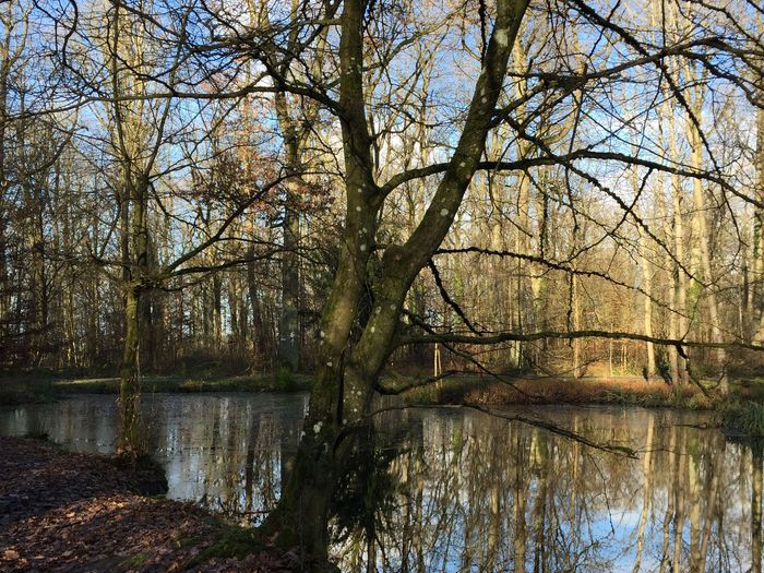 Baum am Tümpel