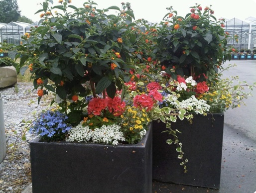 Blumen in großem Kübel